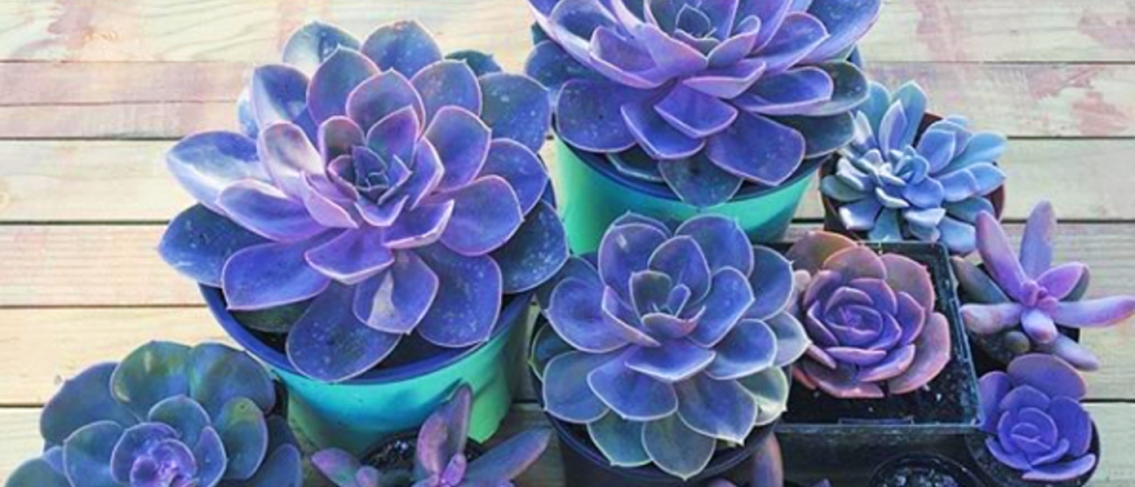 As&iacute; pod&eacute;s hacer que tus suculentas sean azules