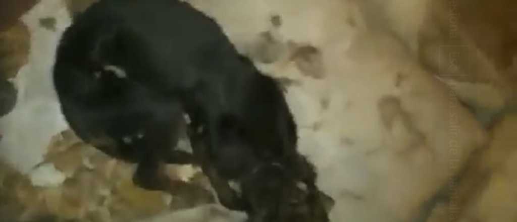 Video: tiraron a una perra adentro de una bolsa y murió, en Tupungato