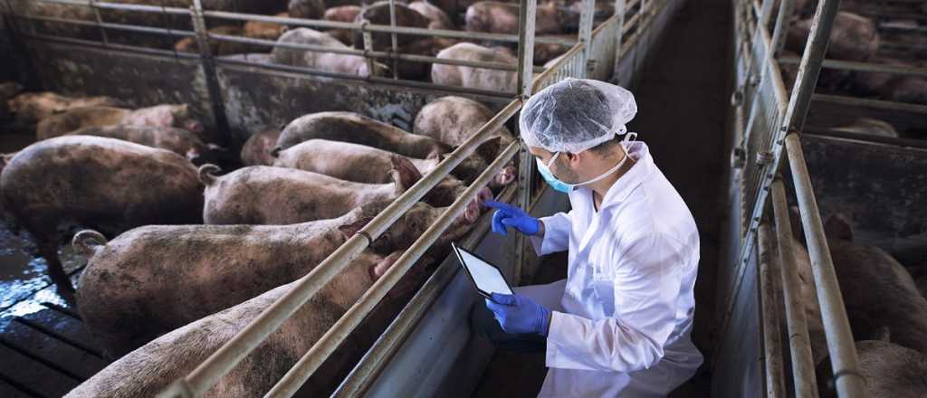 San Martín será sede de un congreso sobre triquinosis