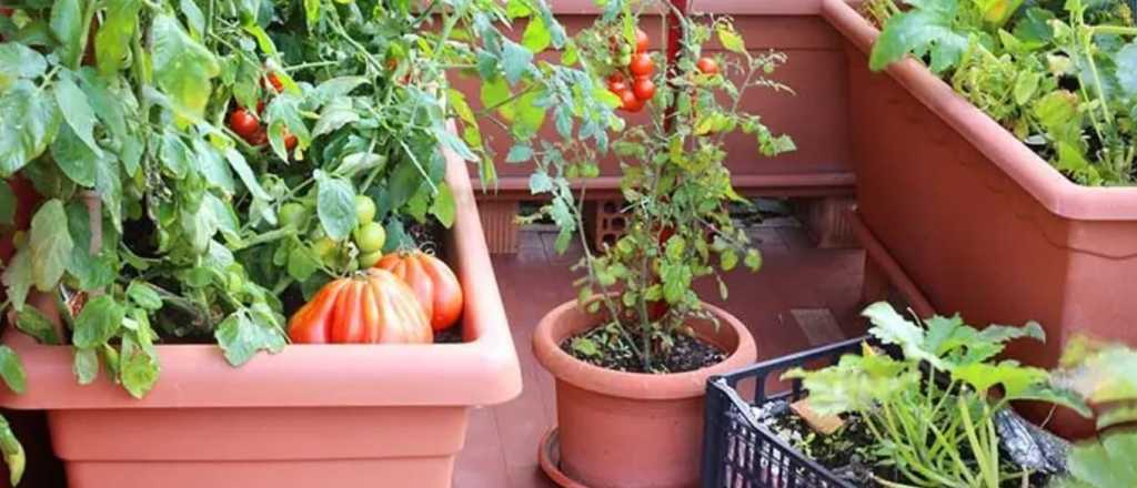 El paso a paso para crear tu propia huerta en casa