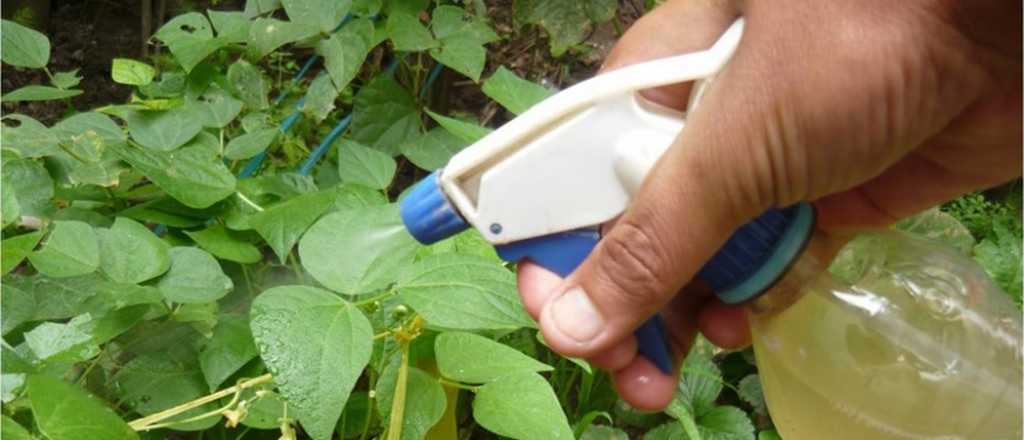 Cómo preparar un insecticida casero para poner fin a las plagas