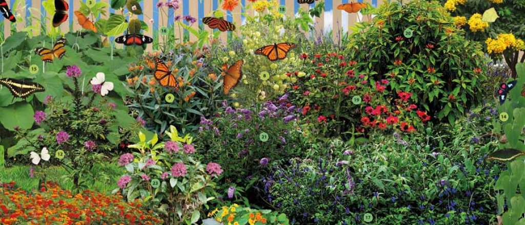 &iquest;Cu&aacute;les son las plantas que atraen a las mariposas?