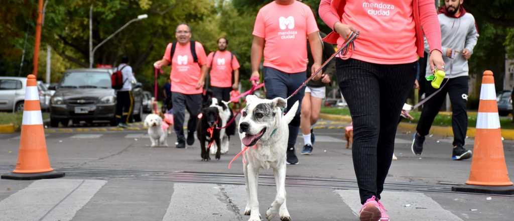 El Mascotón de Ciudad vuelve rebautizado como Maratón Animal