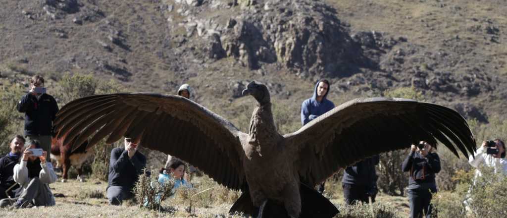 San Luis creará santuarios para cóndores andinos