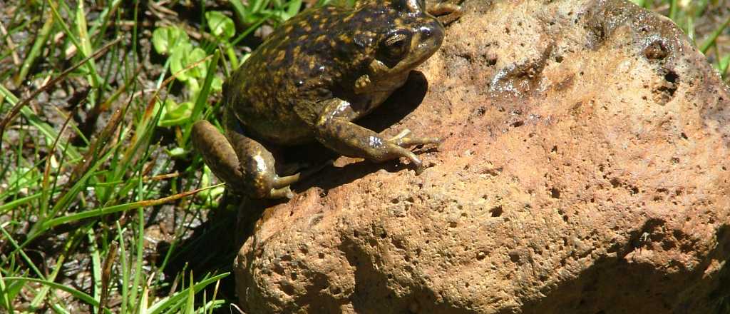La Pampa acusó a Mendoza de la "casi extinción" de la rana pehuenche