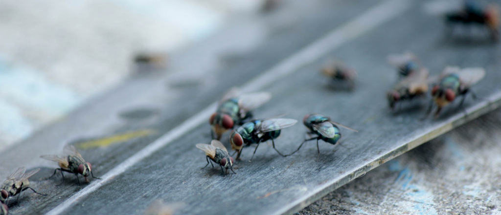 Cómo eliminar moscas y mosquitas con estos trucos caseros
