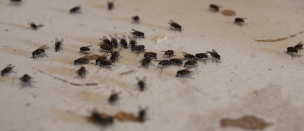 No solo son molestas: la importancia de las moscas al ecosistema
