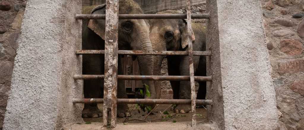 Mingorance insiste a Nación en el traslado de las elefantas a Brasil