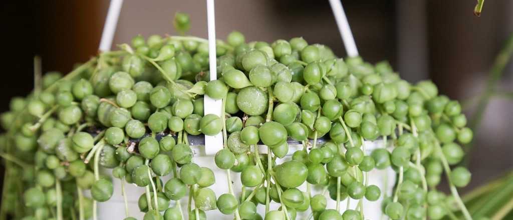 C&oacute;mo hacer para que tu planta rosario crezca abundante y hermosa