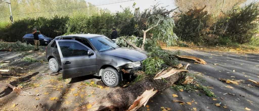 Zonda: un árbol cayó sobre su auto y el conductor salió ileso