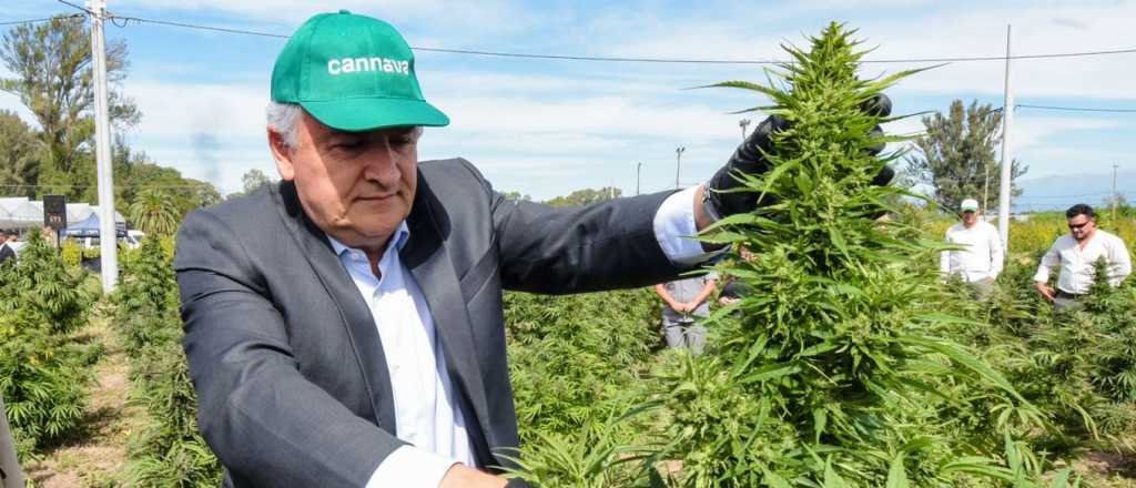 Morales inici&oacute; la cosecha de Cannabis "m&aacute;s importante de Latinoam&eacute;rica"
