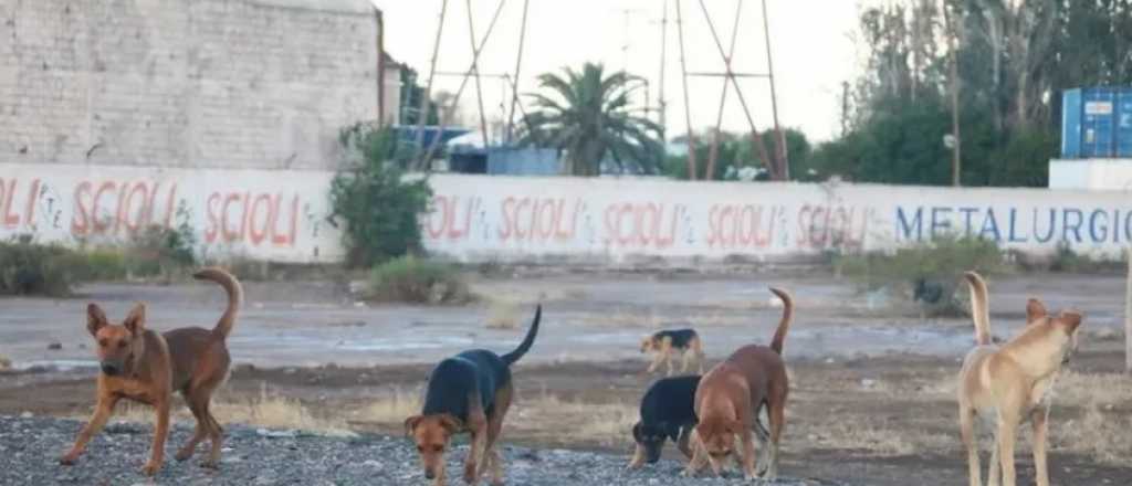 Un intendente sanjuanino propuso sacrificar perros que no sean adoptados