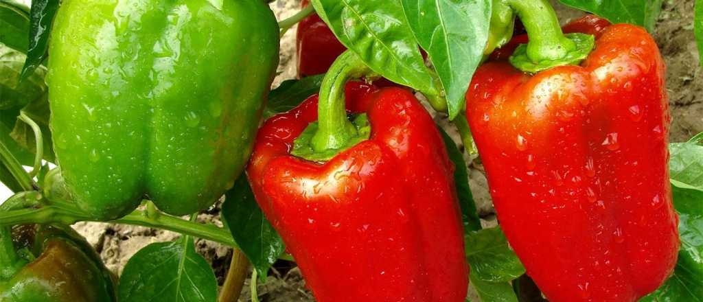 C&oacute;mo hacer que las semillas de pimiento germinen m&aacute;s r&aacute;pido