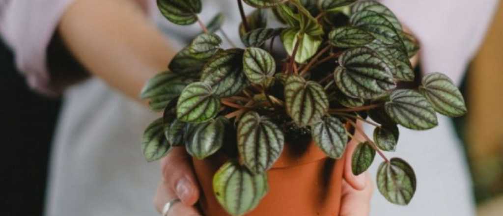 Cómo recuperar plantas después de las vacaciones: consejos de un experto