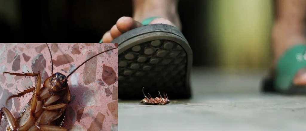 Por esta raz&oacute;n no debes pisar una cucaracha