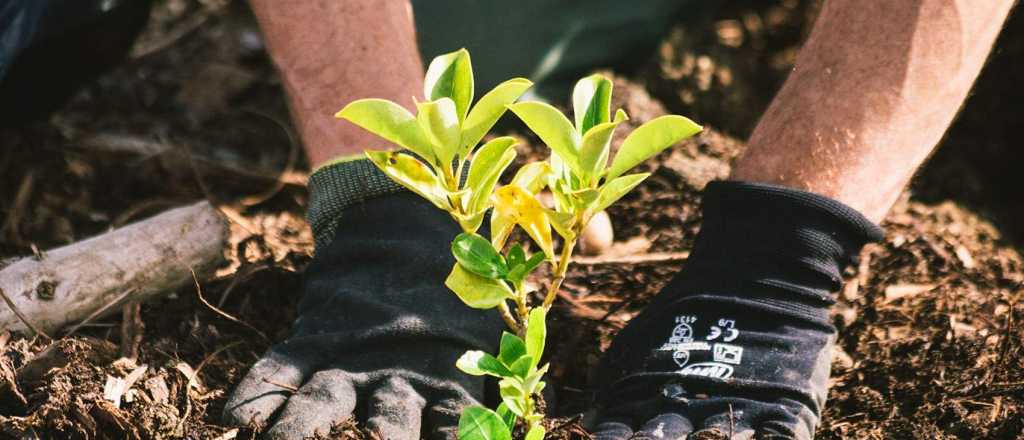 Dos plantas ideales para sembrar en noviembre de cara al verano