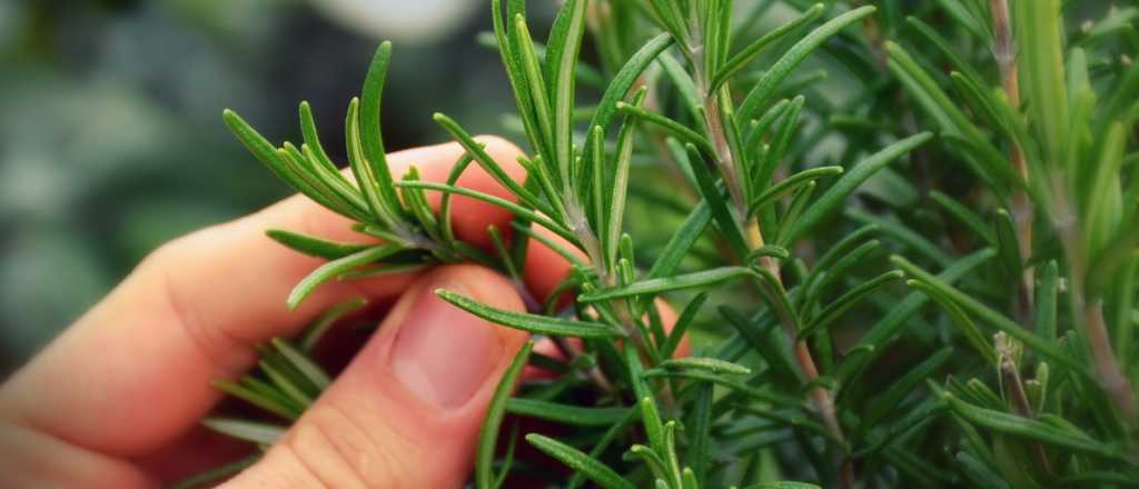 C&oacute;mo plantar romero en tu casa