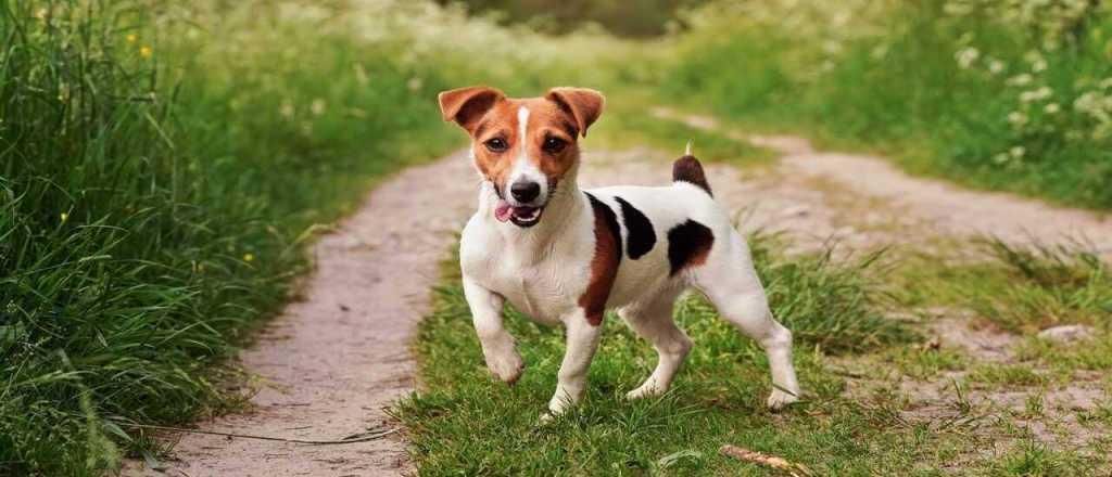 Estas son las razas de perros que m&aacute;s a&ntilde;os viven