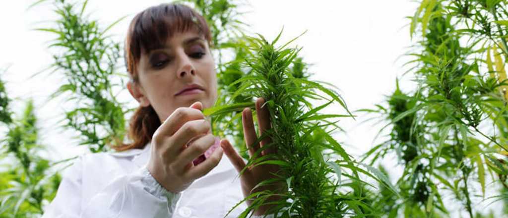 Por qué Mendoza todavía resiste a la marihuana como agroindustria