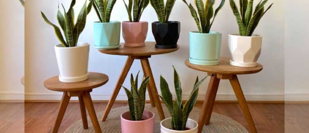 As&iacute; pod&eacute;s revivir la planta lengua de suegra cuando tiene las hojas secas