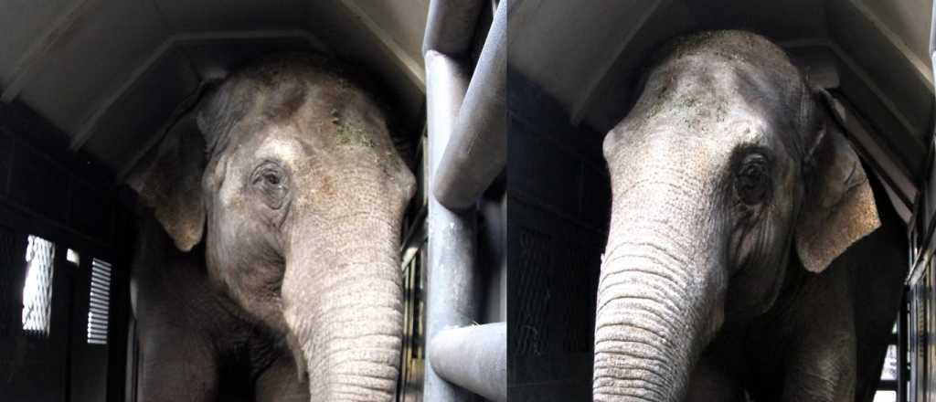 Video: las elefantas Guillermina y Pocha llegaron a Brasil