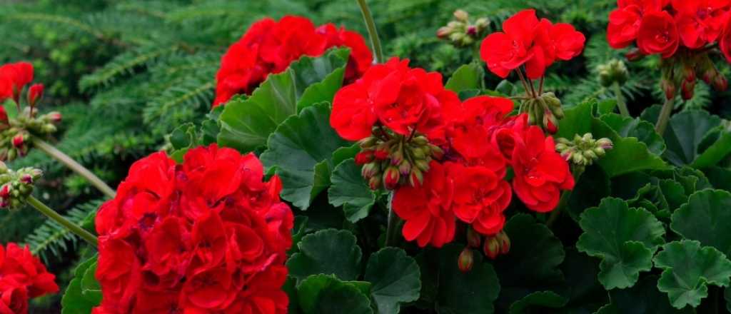 Cómo cultivar y cuidar geranios