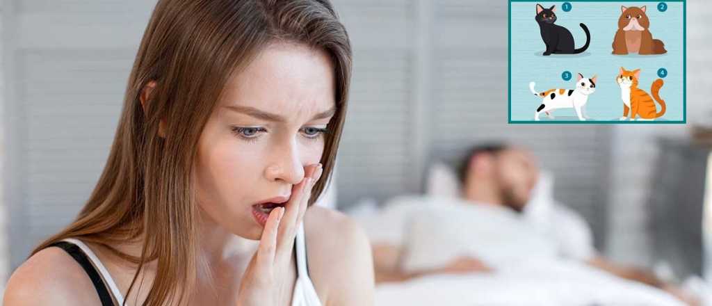 Eleg&iacute; un gato en la imagen y descubr&iacute; qu&eacute; tan fiel sos