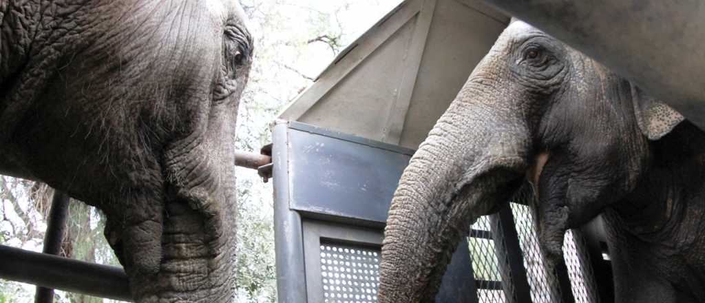 Video: Pocha y Guillermina llegaron al santuario de elefantes en Brasil