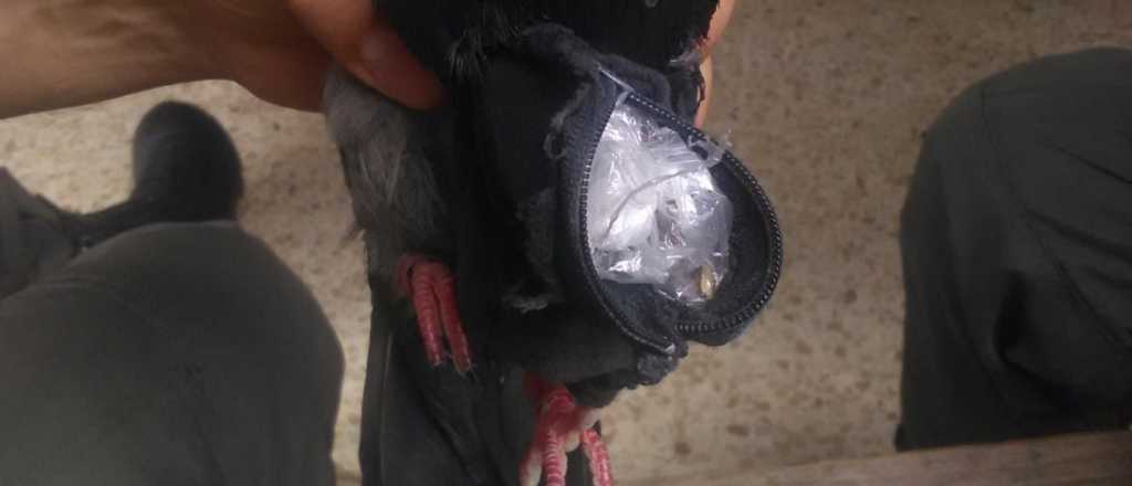 Capturaron una paloma que trasportaba droga a una cárcel