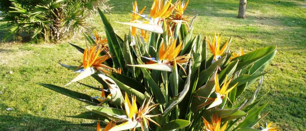 Qu&eacute; significa la flor del Ave del Para&iacute;so