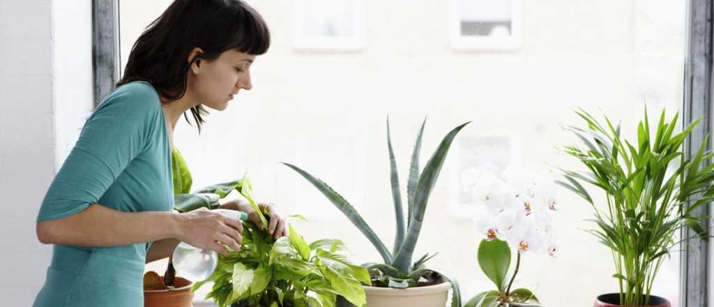 Fertilizante casero para tus plantas con solo 2 ingredientes de cocina 