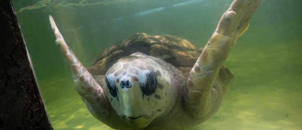 Buscan un nuevo hogar para el tortugo Jorge