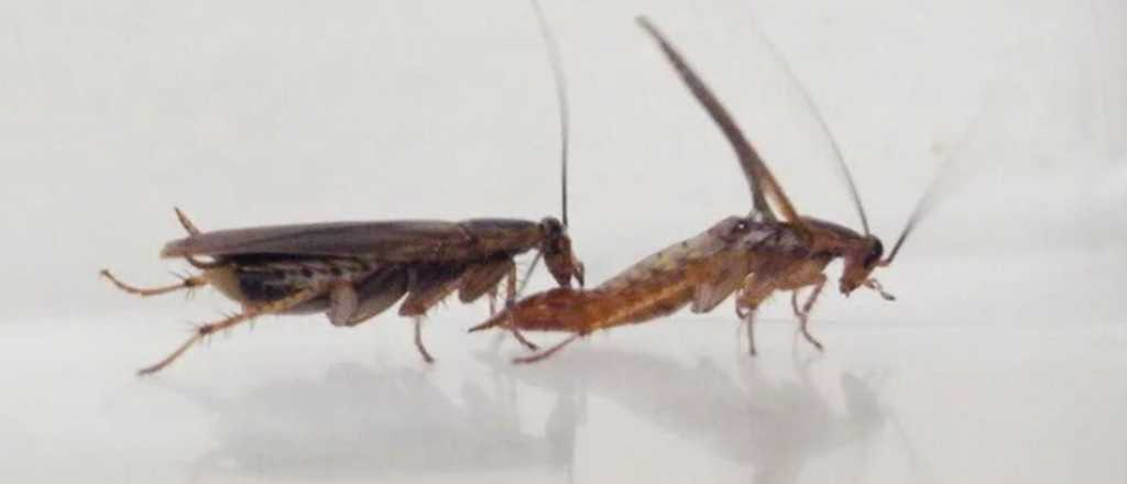 Estudios confirman que la reproducción de las cucarachas ha cambiado