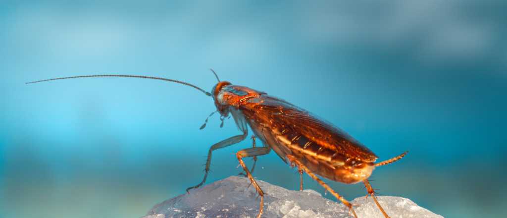 La raz&oacute;n por la que nunca debes pisar una cucaracha