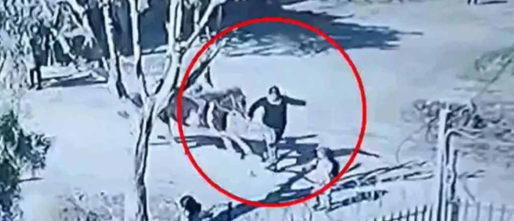 Video: un niño en un caballo atropelló a dos mujeres