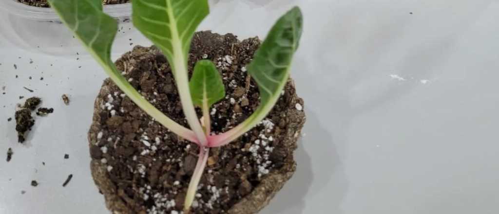 As&iacute; pod&eacute;s hacer tus propias macetas de yerba