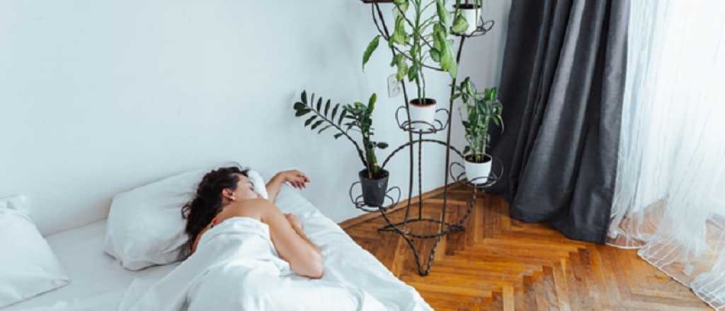 ¿Es bueno o malo dormir con plantas?