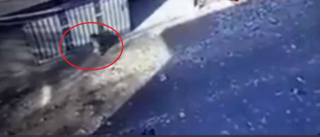Video: un portón aplastó a un niño de 3 años
