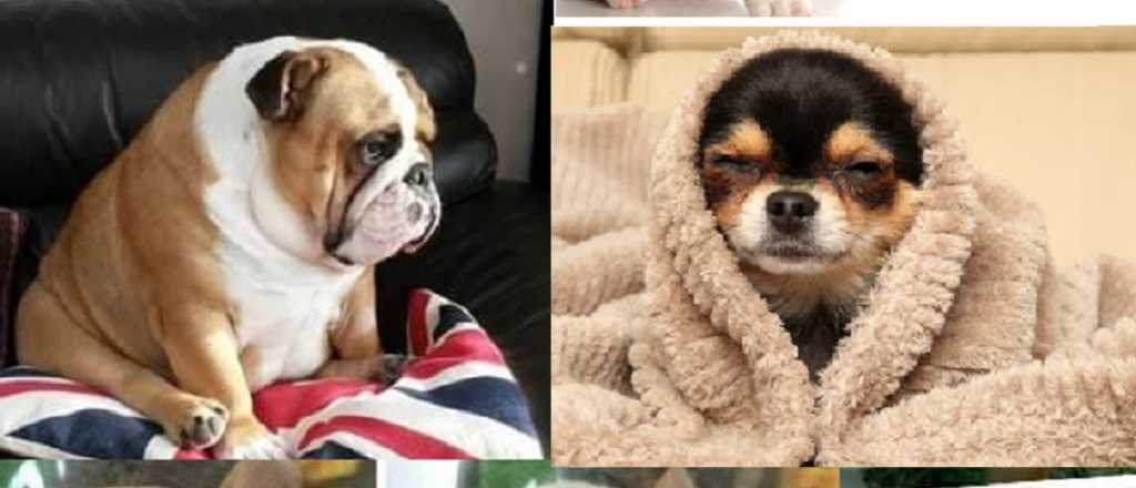 &iquest;Cu&aacute;les son las razas de perros m&aacute;s desobedientes?