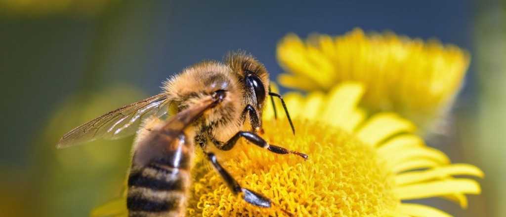 El rol fundamental de las abejas y por qué necesitamos de ellas