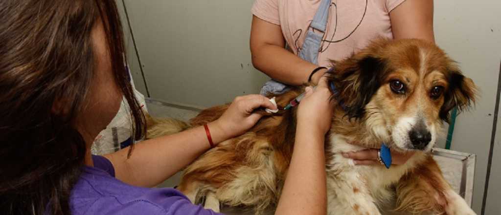 Godoy Cruz vacuna contra la rabia y desparasita mascotas 