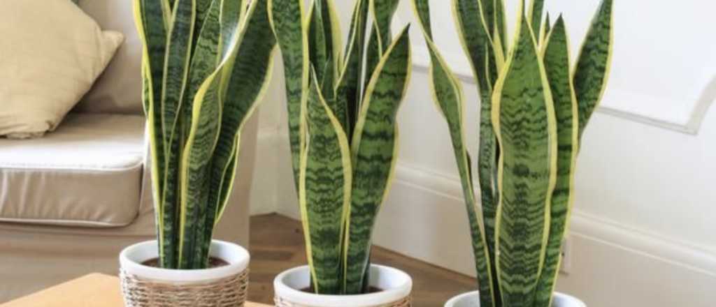 Los 3 lugares donde no hay que poner la "Lengua de suegra"