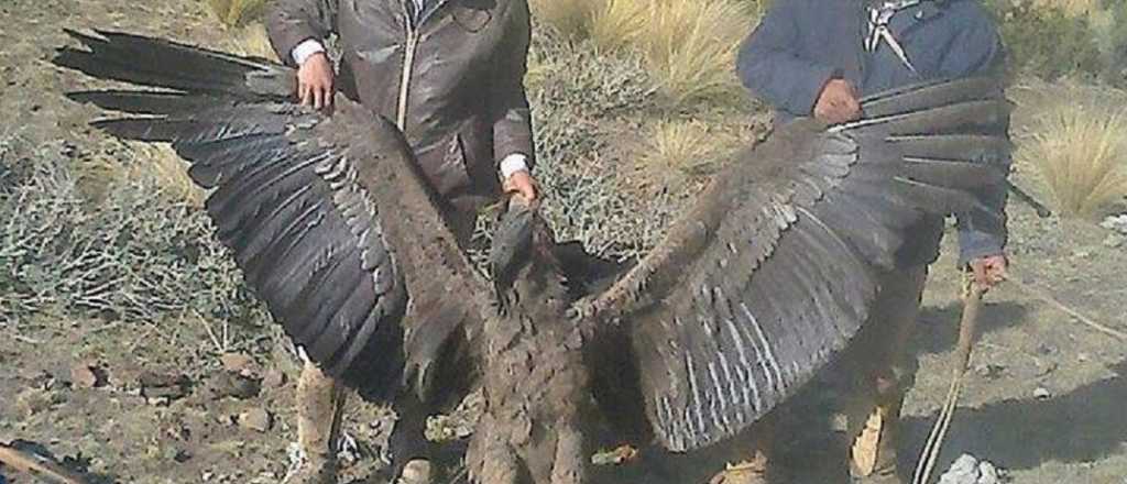 Alertan sobre la intoxicaci&oacute;n de c&oacute;ndores por agroqu&iacute;micos en Mendoza