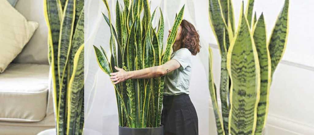 C&oacute;mo hacer para que tu lengua de suegra florezca 