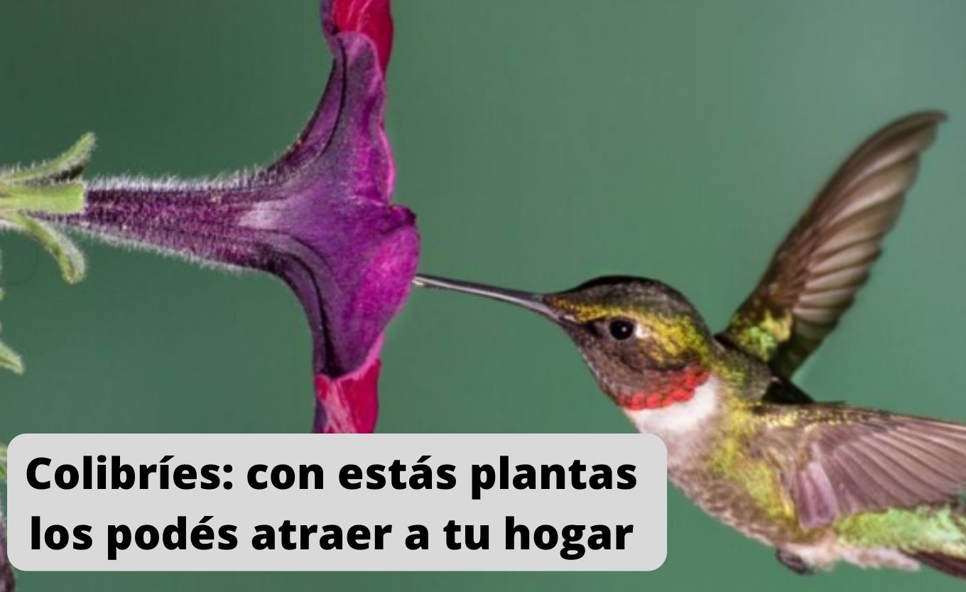 Si te gustan los colibríes, tenés que plantar estás 4 plantas - Mendoza Post