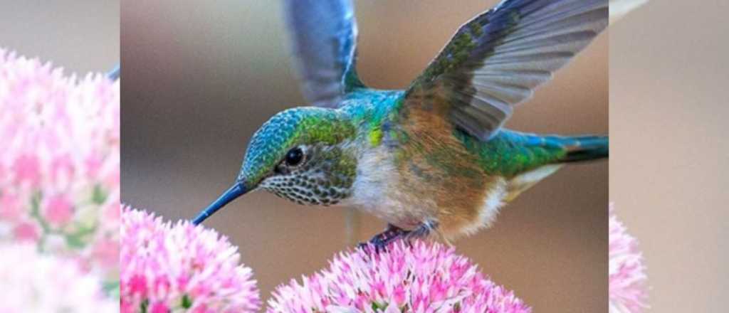 Si te gustan los colibríes, tenés que plantar estás 4 plantas