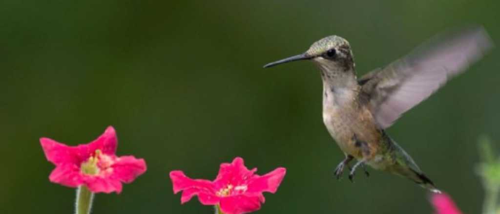 Qu&eacute; plantas poner en tu jard&iacute;n para que explote de colibr&iacute;es