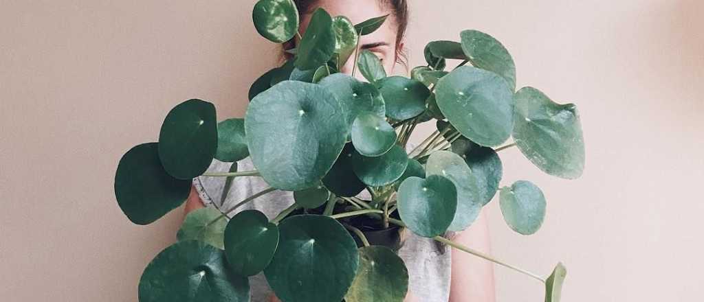 &iquest;Cu&aacute;l es la planta que atrae el dinero?