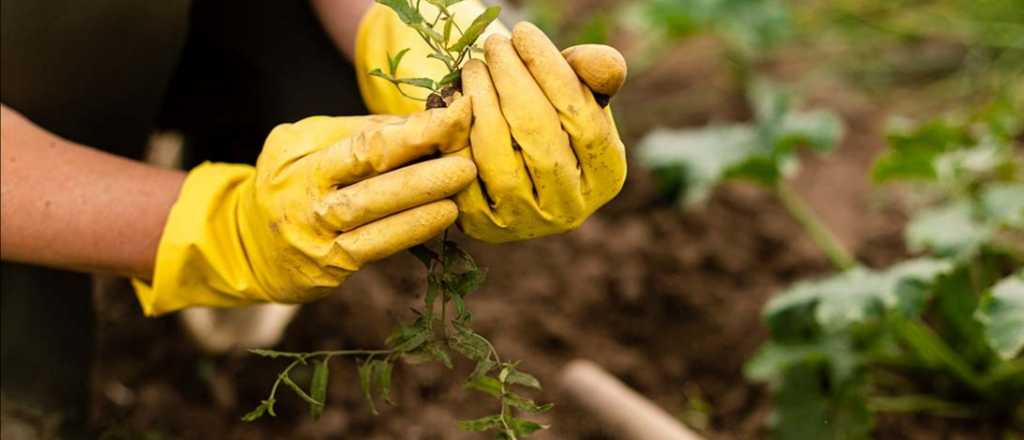 C&oacute;mo hacer que no muera el jard&iacute;n este invierno