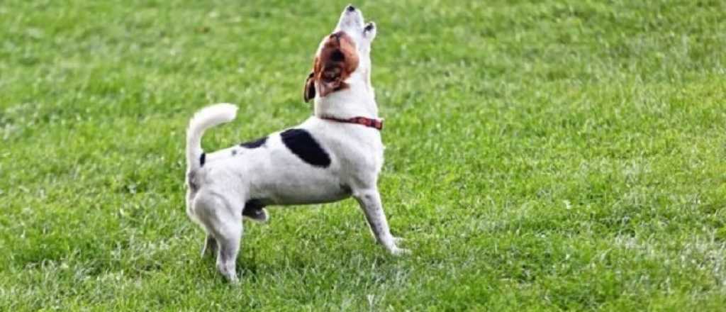 &iquest;Qu&eacute; significa que los perros ladren a la nada?